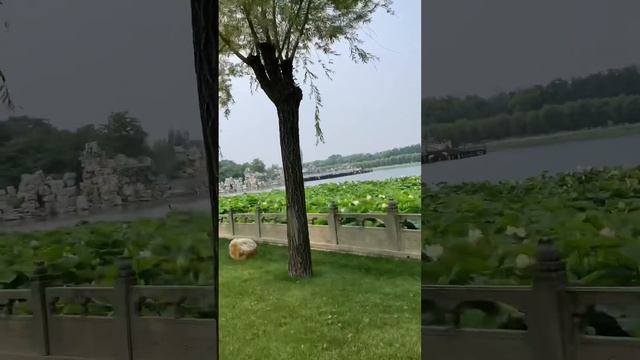 Бэйдайхэ ,парк развлечений!Взяли вот такие автомобили