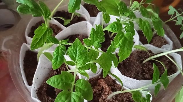 бирки для рассады,чем удобряю и подкармливаю всю расс?