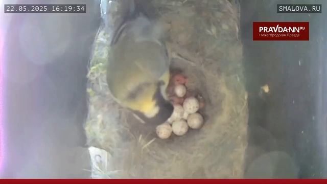 18 птенцов родились у синички, которая свила гнездо в почтовом ящике