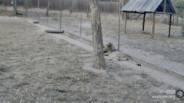 Малыши подросли - атакуют маму