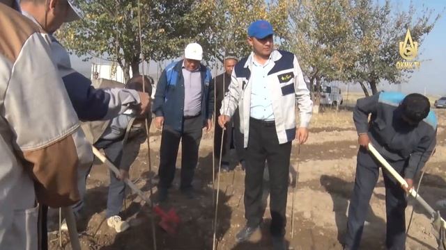 О посадке деревьев организациями Алмалыка.