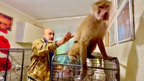 Люська решила показать попугаям кто в доме ХОЗЯЙКА! Жора, Кеша и Кира в ШОКЕ