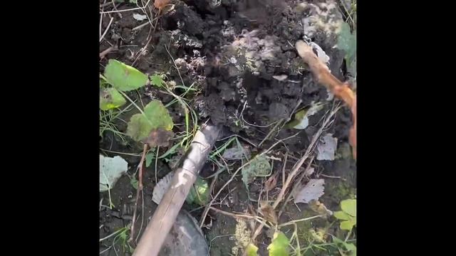 Сезон посадок в розпалі‼️ Саджанці літньої малини Гл