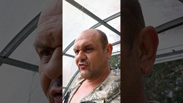 Профилактика клещей на огурцах.