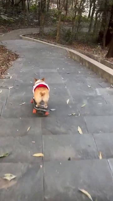 The dog ever higher 🤣 Sempre più su 🐕#corgi #dog #cane #skateboarding #videodivertenti
