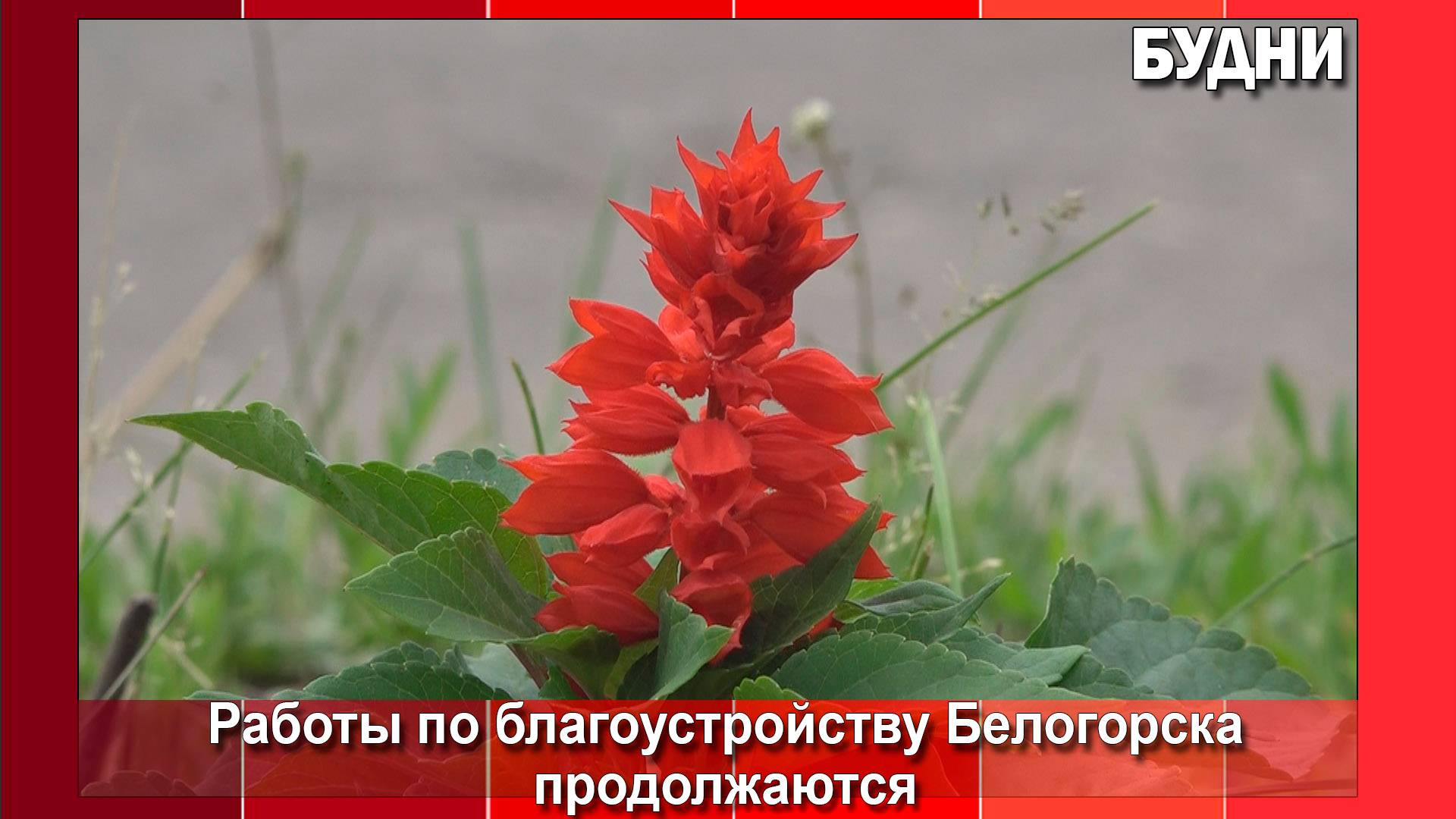 Создание цветников в Белогорске продолжается