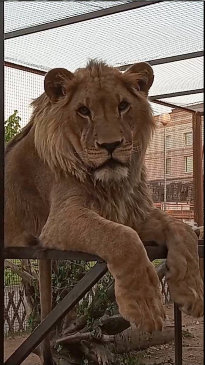 Шерхан, до свидания. #шерхан_тайган #шерхан #лев #lion #zoo #shortvideo