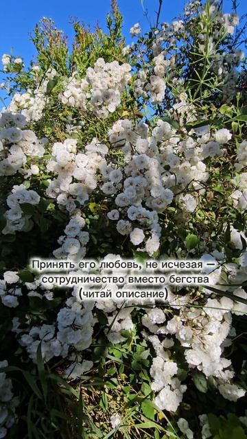 Принять его любовь, не исчезая – сотрудничество вместо бегства