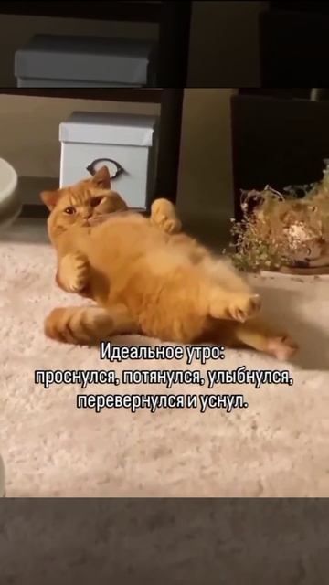 Прекрасное доброе утро!