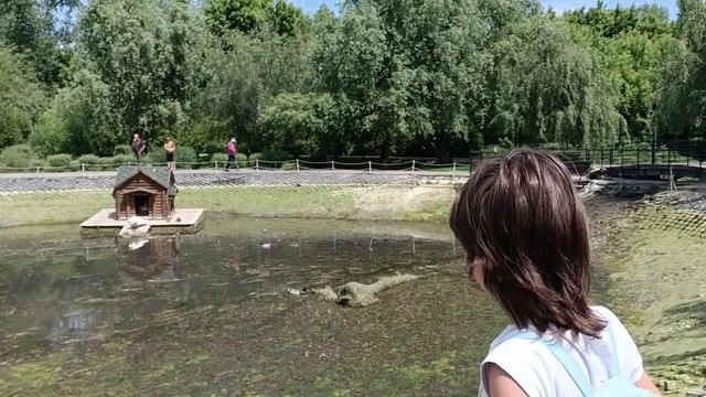 Поля,пруд и Лебеди.