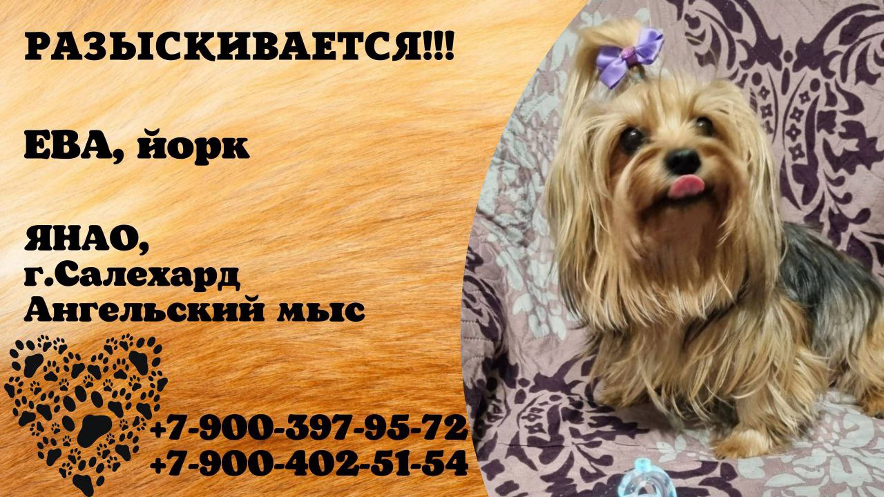 Пропала собака! ЕВА. Йорк. ЯНАО, г. Салехард