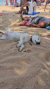 Сабай по Тайски, собака на пляже Джомтьен и кот на рынке, Паттайя