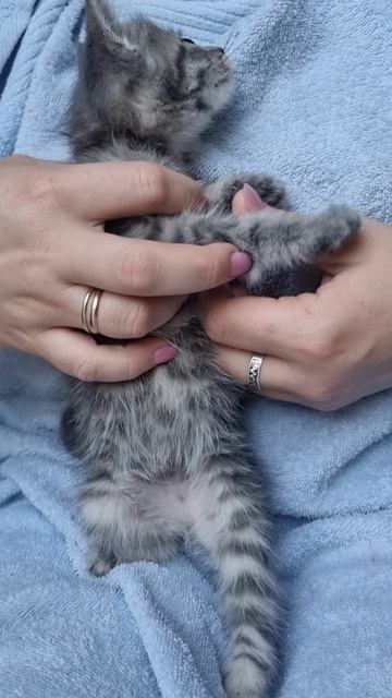 Котенок лапочка