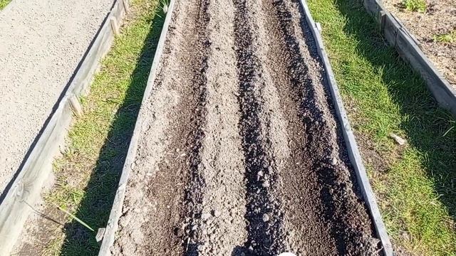 Потеплело. Обзор огорода. Сею морковь.