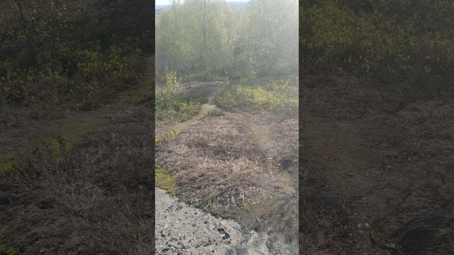 Лето в Мурманске. Собаку тоже видно, но моментами
