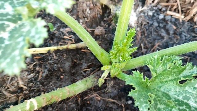 ВЫСАЖИВАЮ КАПУСТУ, РАБОТАЮ В ТЕПЛИЦЕ, СКОРО БУДУТ🥒