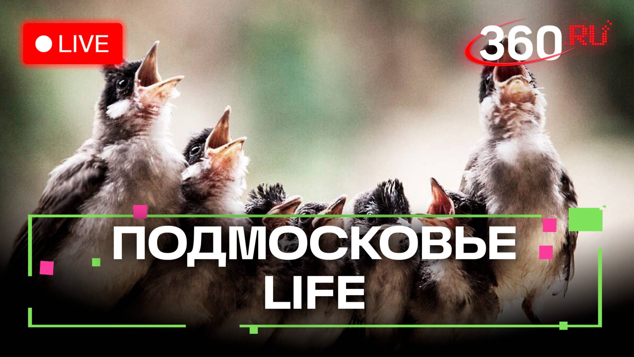«Птичьи трели» в Зарайске и контроль за чистотой в Истре: Подмосковье LIFE