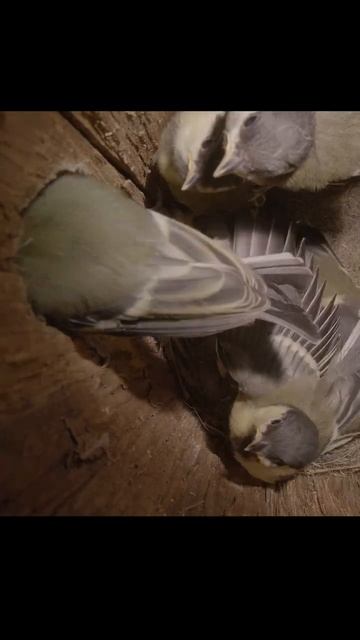 Первый вылет из гнезда птенцов синицы.The first flight of tit chicks from the nest. #birds #shots