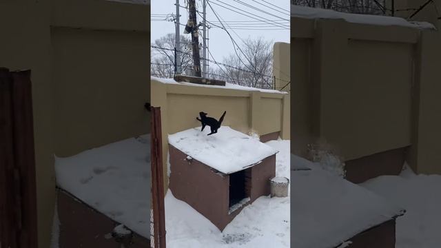 Котики