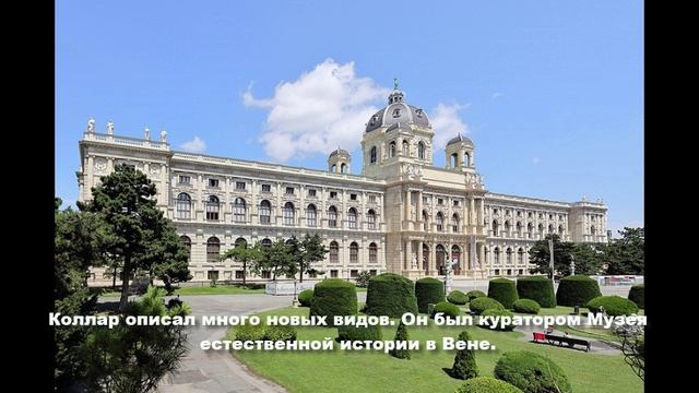 Винценц Коллар