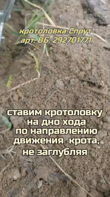 Победа над кротами на участке!!! Правила установки кротоловки СПРУТ