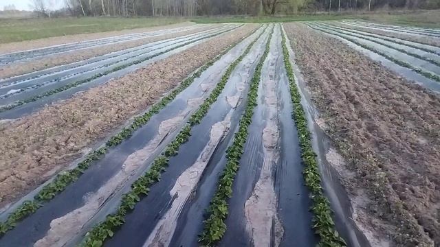 Первые кормление клубники клубники 13.40.13 , фосфор по ли