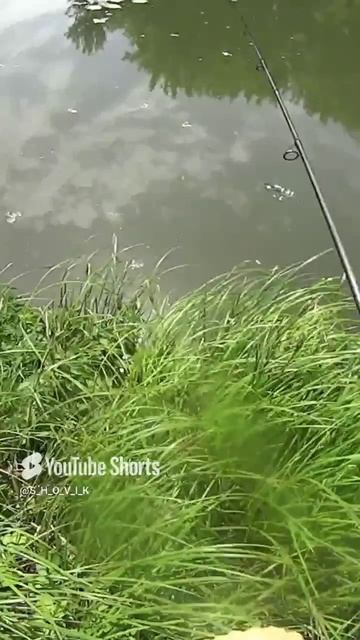 Рыбалка на спиннинг #рыбалка #отдых #природа #лето #fishing
