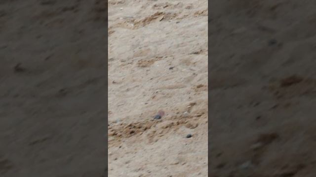 VID_20250604_192322.mp4