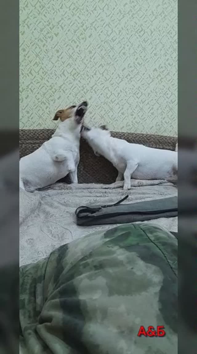 Собаки-играки