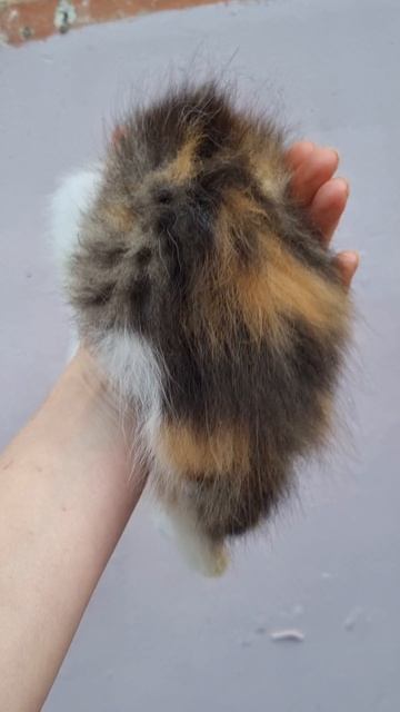 Трехцветный котенок девочка в добрые руки