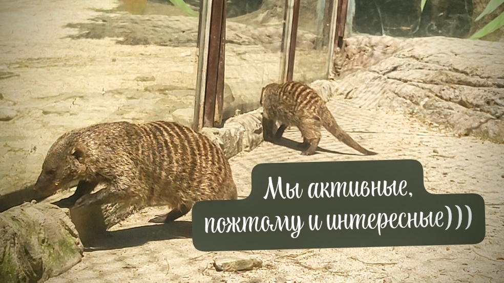 Шустрые Сурикаты и Мангусты в парке Сафари