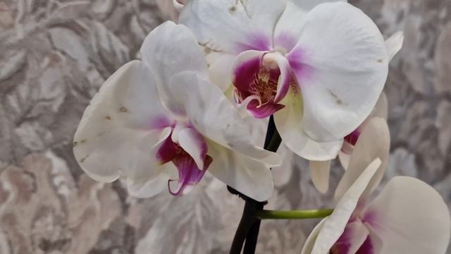 Phalaenopsis Mount Lip Pim Little🌸🌸🌸Фаленопсис Маунт Лип Пим Литт