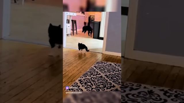 Смешные коты