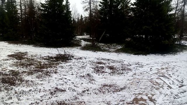 С первым летним снегом