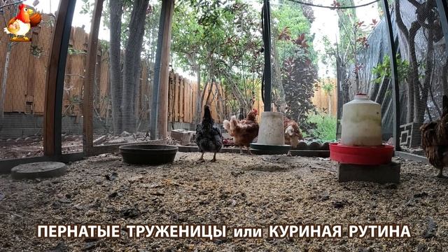 Куры несушки свободного выгула и их обычная куриная рутина – эпизод (401)