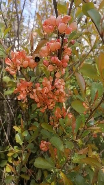 VID_20250510_121223.mp4