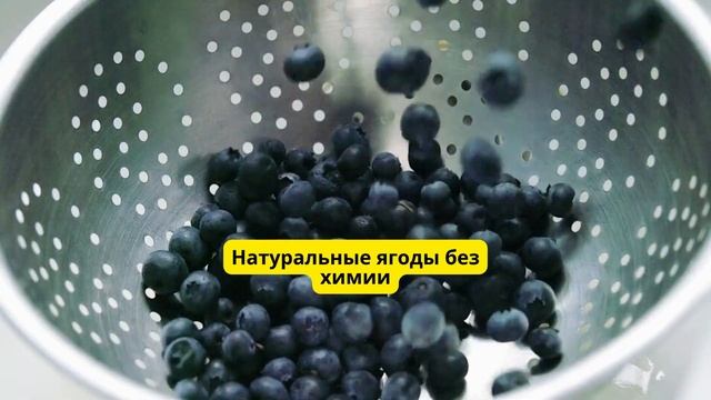 Саженцы Голубики в Казахстане