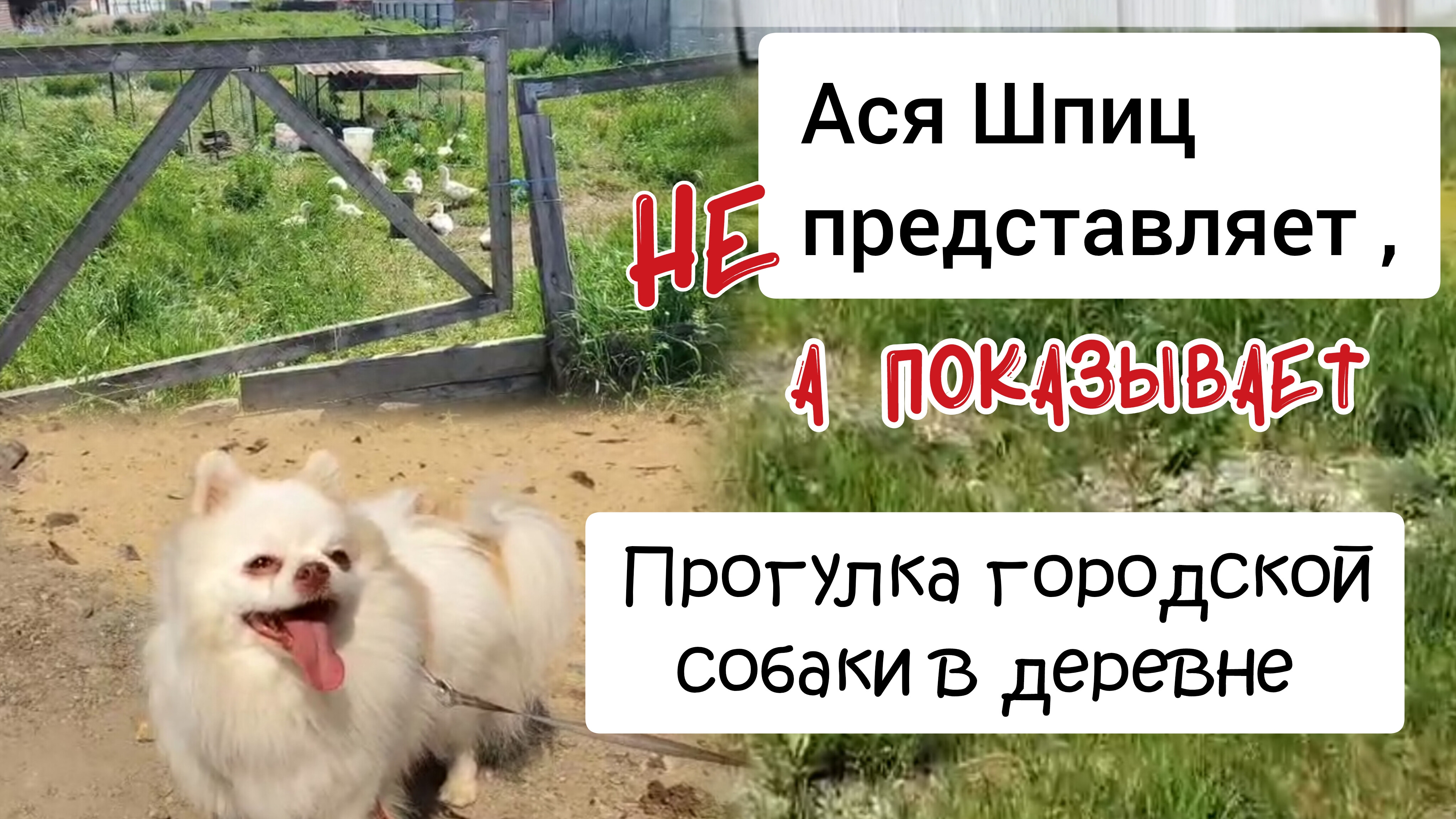 Городская собака в деревне