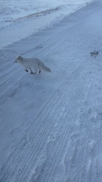Песец на Ямале