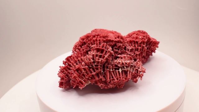 Красный коралл Тубипора. Бермудские острова