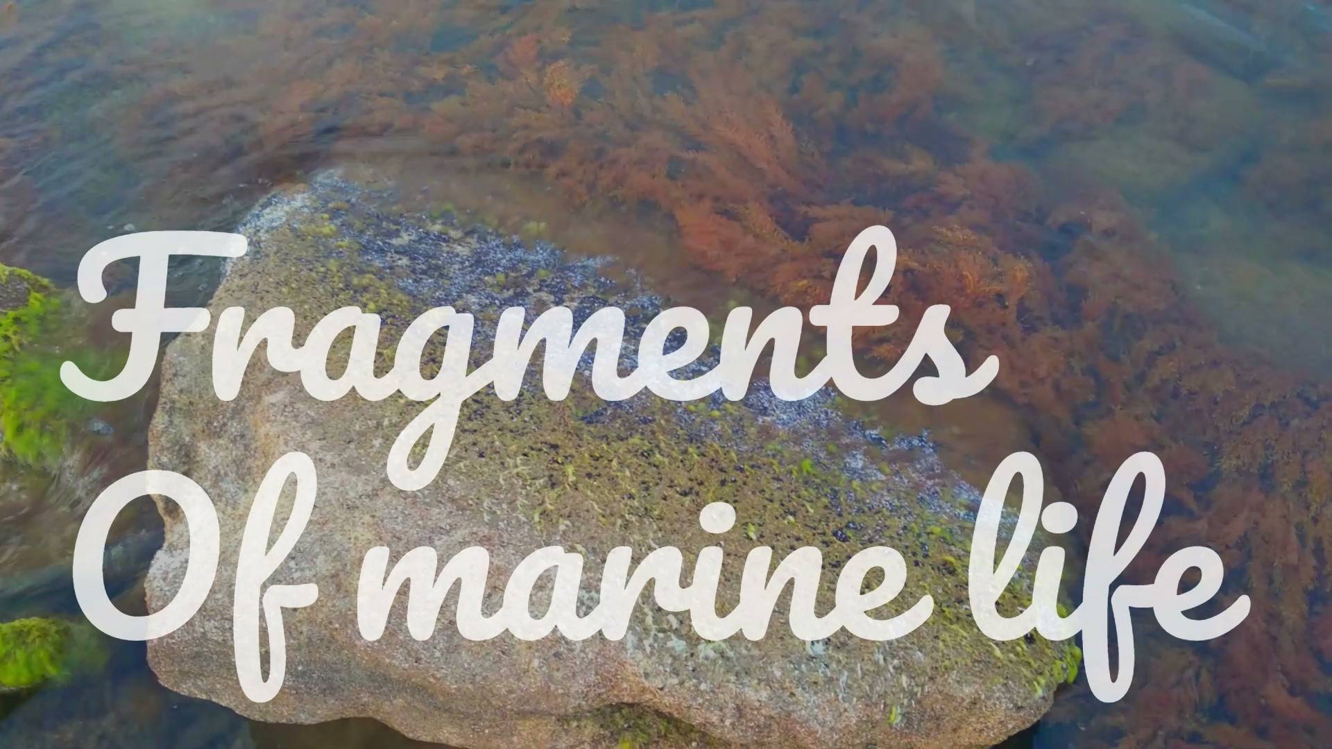 Fragments of marine life