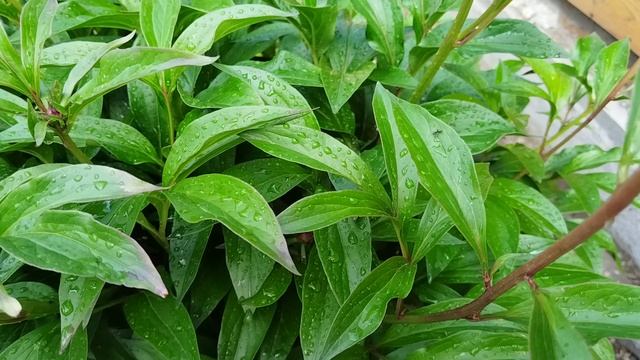 VID_20250604_082203.mp4