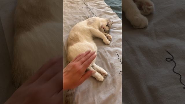 Любимая кошечка Аджна