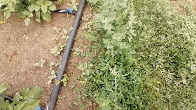 ОБРЕЗАЕМ ПАСОНКИ НА ПОМИДОРАХ. КАК ПРАВИЛЬНО ЭТО СДЕЛАТЬ.