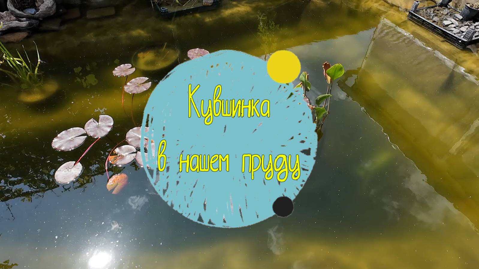 Кувшинка