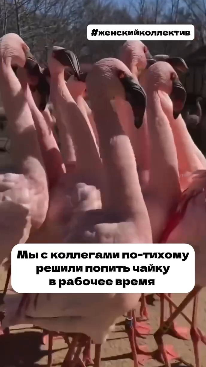 Женский коллектив #юристаннамаевская #консультацияюриста #списаниедолгов