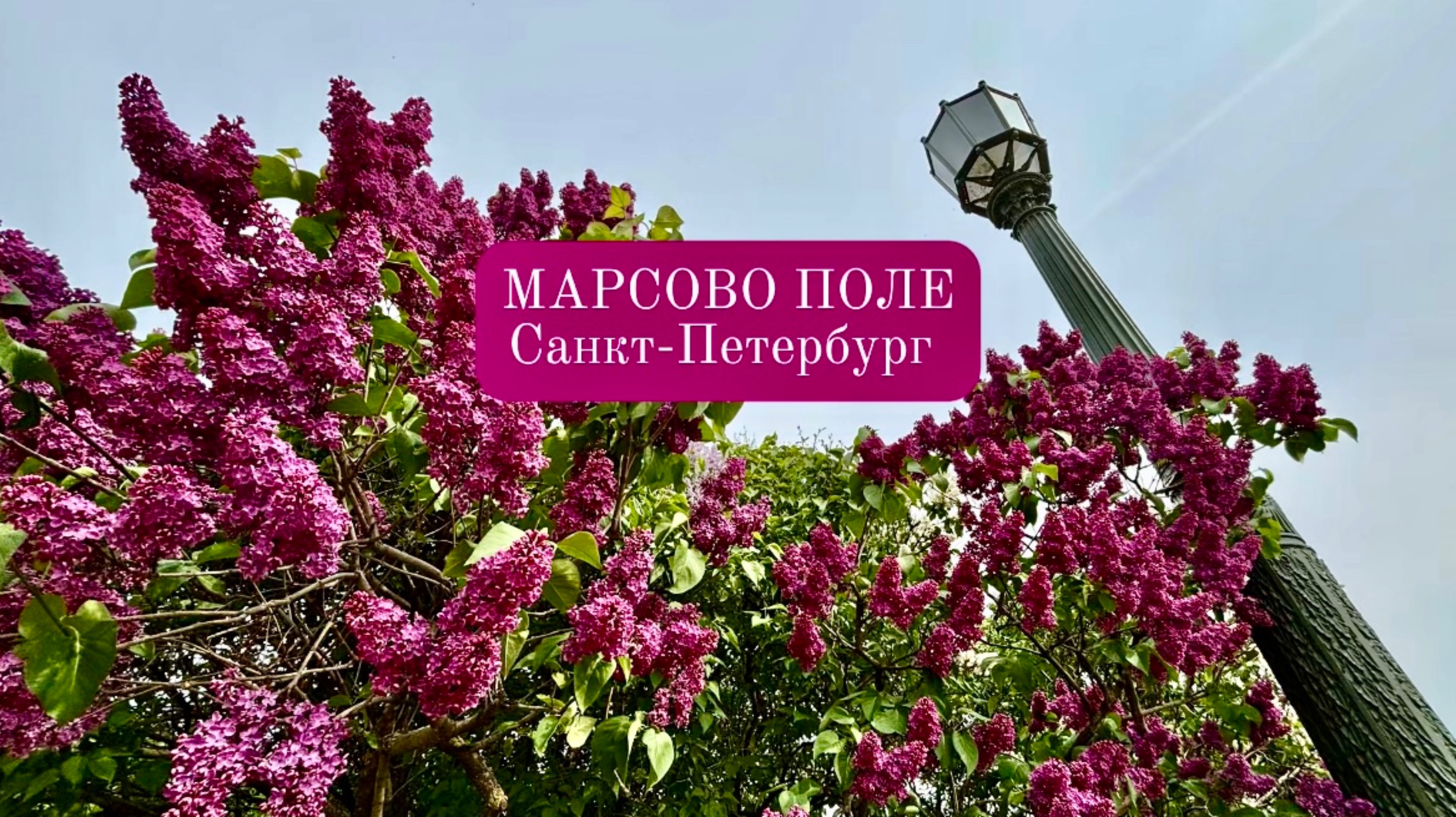 Марсово поле в Санкт-Петербурге. Целое поле сирени