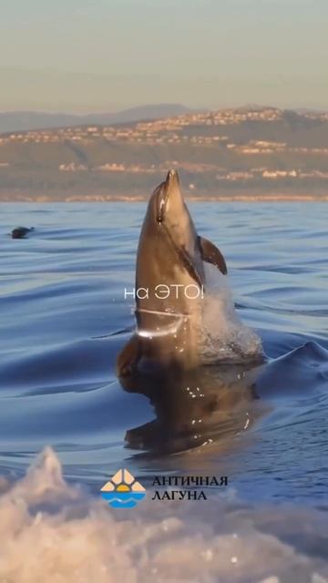 Сезон яхт, солнца и… 🐬 *дельфинов* — в самом разгаре! 🌊