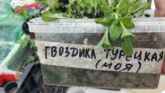 Перевалка и пикировка томатов 22 марта,