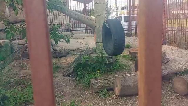 Прояснение ситуации по теме свиных шкурок-2. Видео от мамы